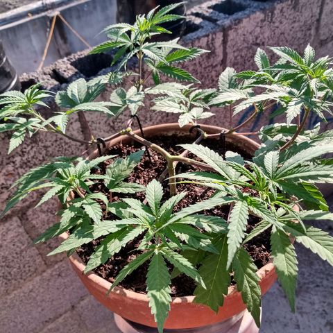 MK 1 growlog timeline photo