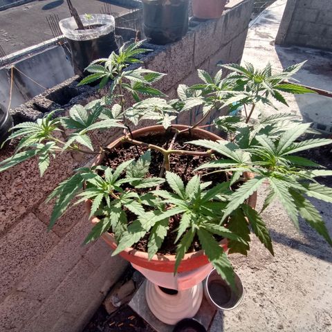 MK 1 growlog timeline photo