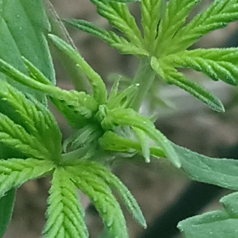 MK 1 growlog timeline photo