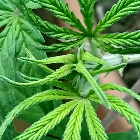MK 1 growlog timeline photo