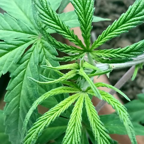 MK 1 growlog timeline photo