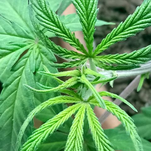 MK 1 growlog timeline photo