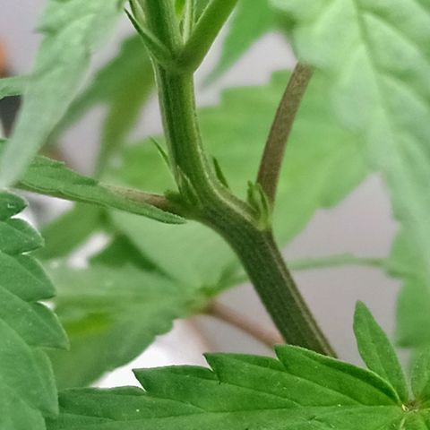MK 1 growlog timeline photo
