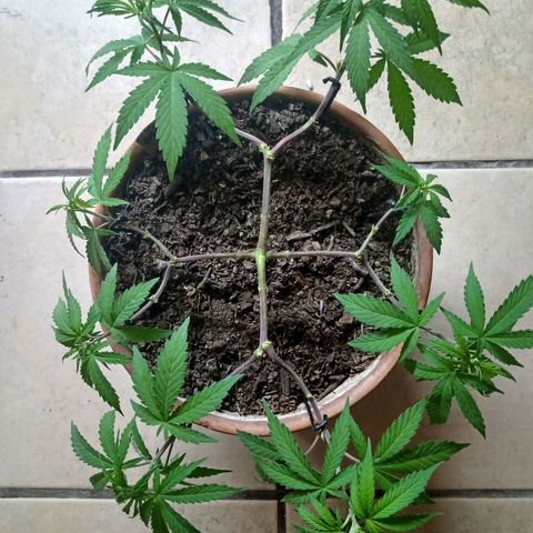 MK 1 growlog timeline photo
