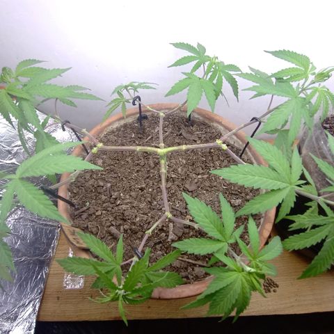 MK 1 growlog timeline photo