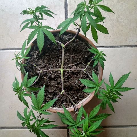 MK 1 growlog timeline photo