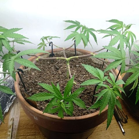 MK 1 growlog timeline photo