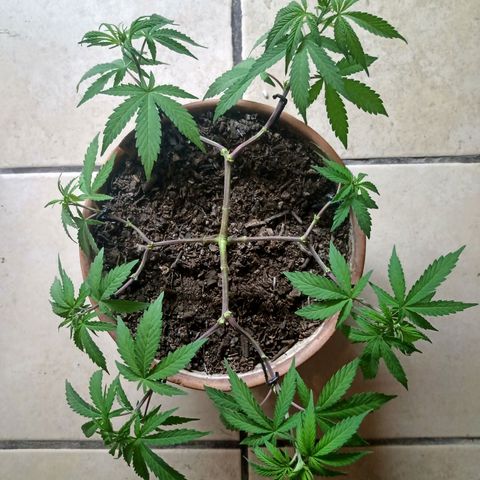 MK 1 growlog timeline photo