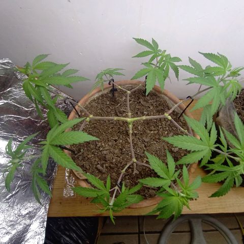 MK 1 growlog timeline photo