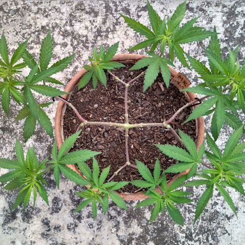 MK 1 growlog timeline photo