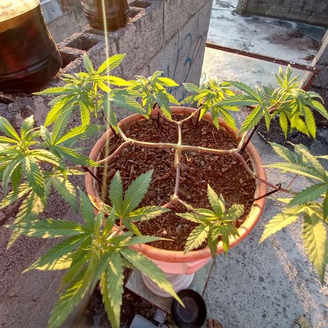 MK 1 growlog timeline photo