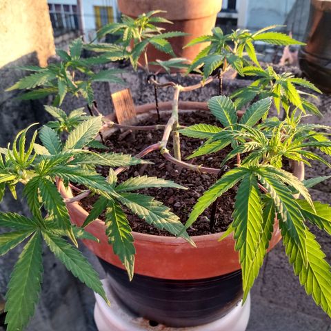 MK 1 growlog timeline photo