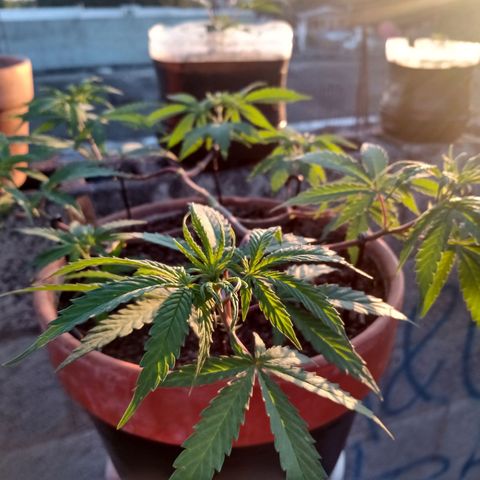 MK 1 growlog timeline photo