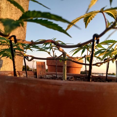 MK 1 growlog timeline photo
