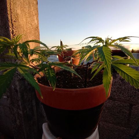 MK 1 growlog timeline photo