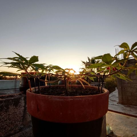MK 1 growlog timeline photo