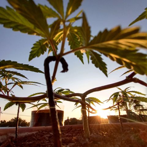 MK 1 growlog timeline photo