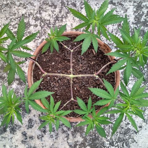 MK 1 growlog timeline photo