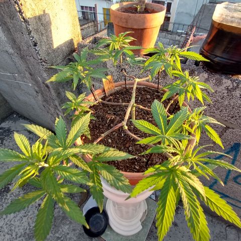 MK 1 growlog timeline photo