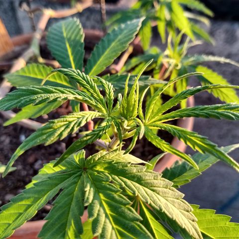 MK 1 growlog timeline photo