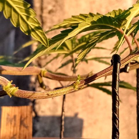MK 1 growlog timeline photo