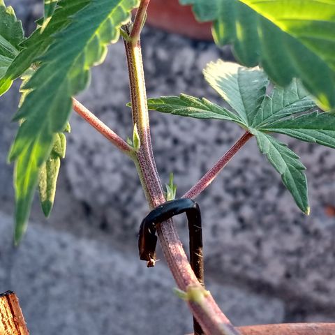 MK 1 growlog timeline photo
