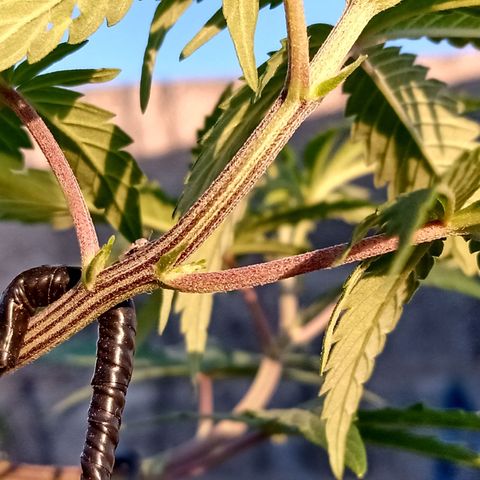 MK 1 growlog timeline photo
