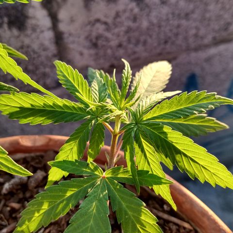 MK 1 growlog timeline photo
