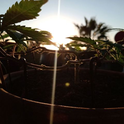 MK 1 growlog timeline photo
