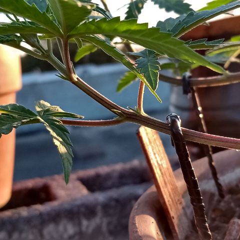 MK 1 growlog timeline photo