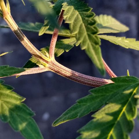 MK 1 growlog timeline photo