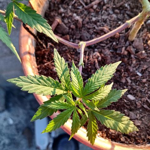 MK 1 growlog timeline photo