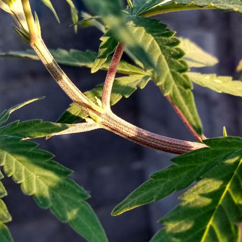 MK 1 growlog timeline photo