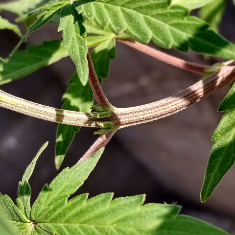 MK 1 growlog timeline photo