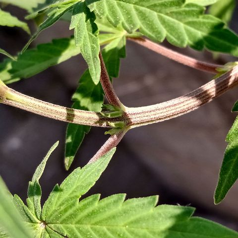 MK 1 growlog timeline photo