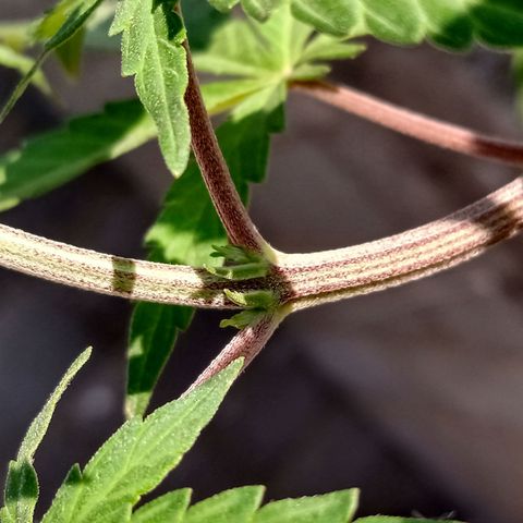 MK 1 growlog timeline photo