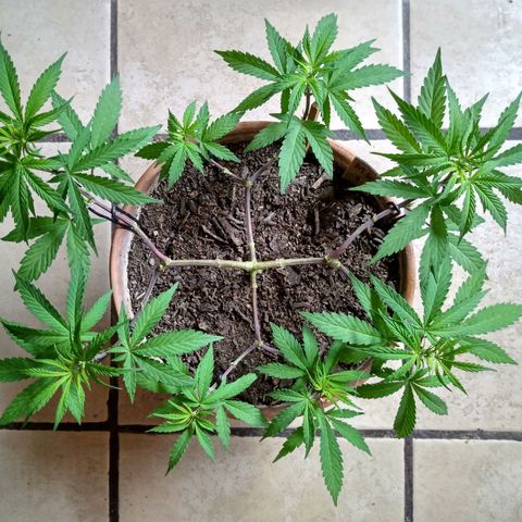 MK 1 growlog timeline photo