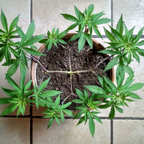 MK 1 growlog timeline photo