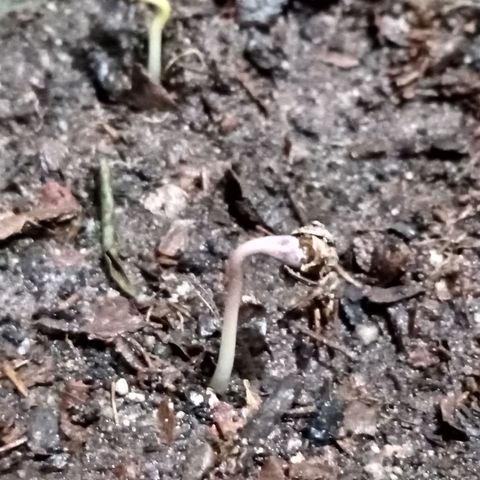 PYK  growlog timeline photo