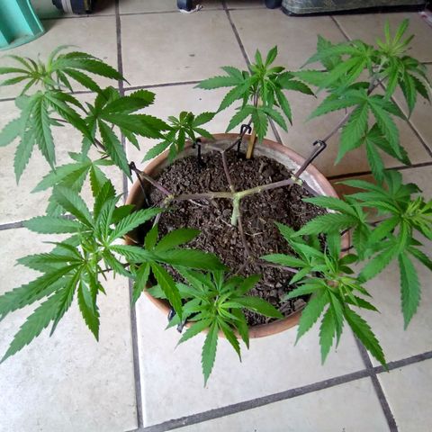 MK 1 growlog timeline photo