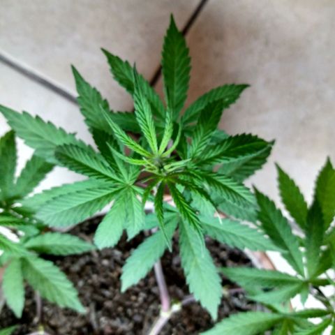 MK 1 growlog timeline photo