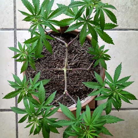 MK 1 growlog timeline photo