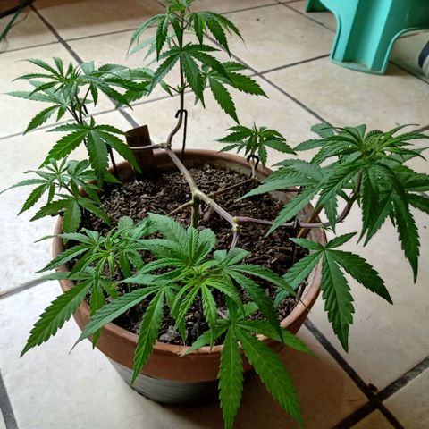 MK 1 growlog timeline photo