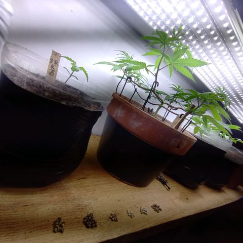 MK 1 growlog timeline photo