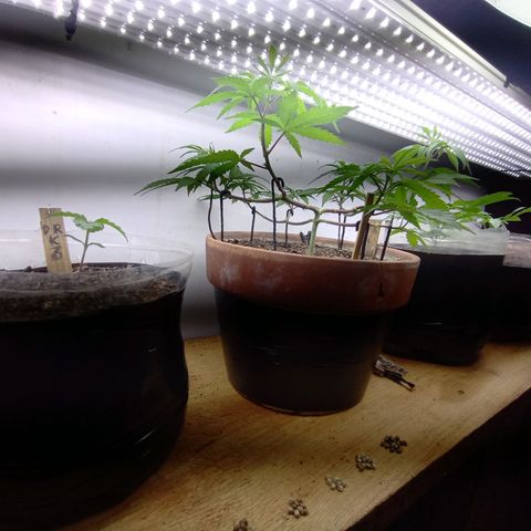 MK 1 growlog timeline photo