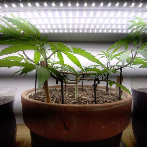 MK 1 growlog timeline photo
