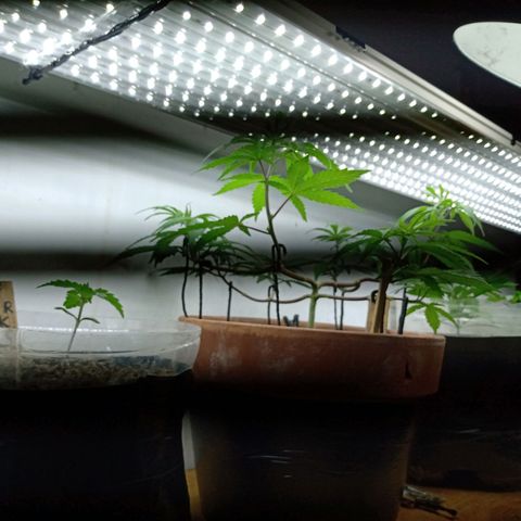 MK 1 growlog timeline photo