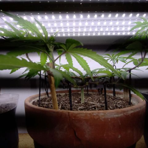 MK 1 growlog timeline photo