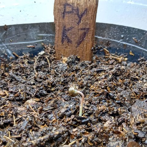 PYK  growlog timeline photo