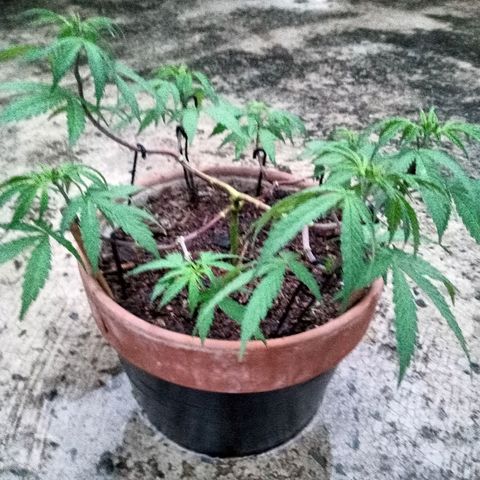 MK 1 growlog timeline photo